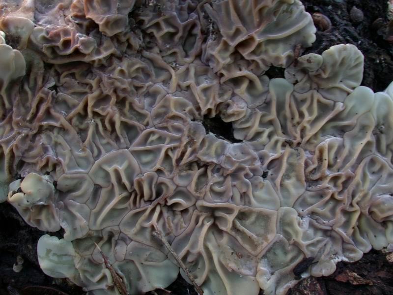 Auricularia mesenterica